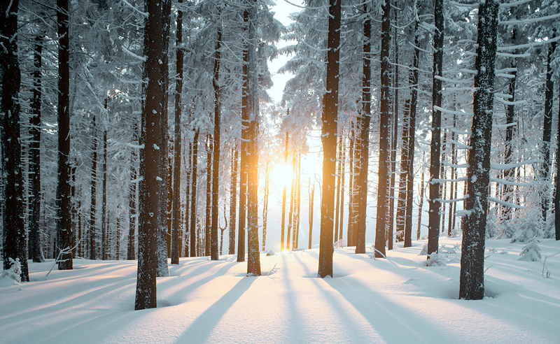 grimm-image-1 A wooded forest in the snow.